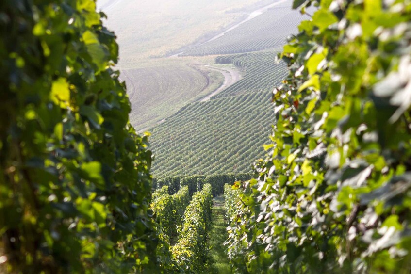 A vineyard with rows of grapevines. 1