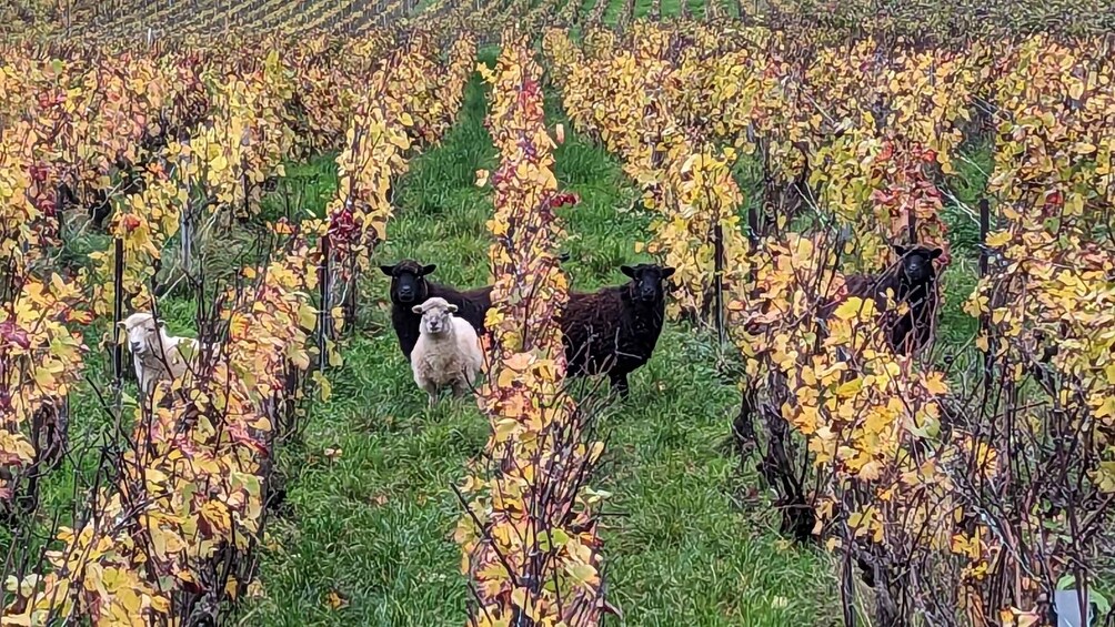 A vineyard with rows of grapevines and a few sheep grazing among them. 5