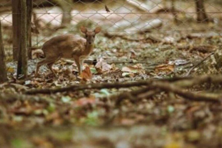A deer in a forested area with a fence in the foreground. 5