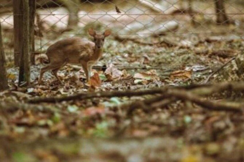 A deer in a forested area with a fence in the background. 5