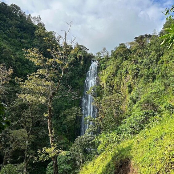 A waterfall surrounded by lush greenery. 5