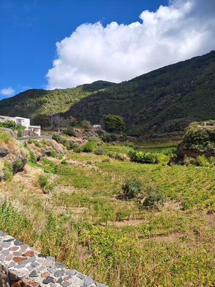 Picture 14 for Activity Wine Trekking on Salina: Hike and Tasting of Local Products 2