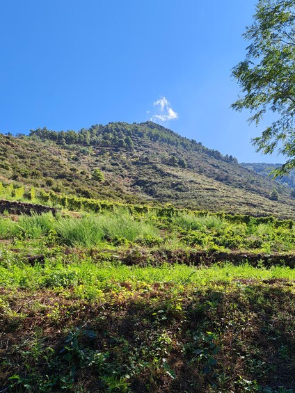 Picture 11 for Activity Wine Trekking on Salina: Hike and Tasting of Local Products 4