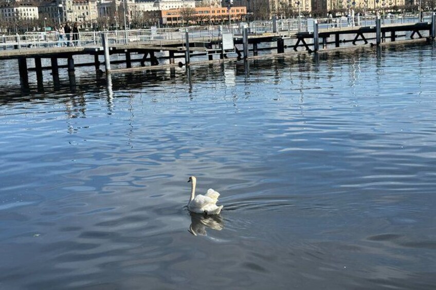 City tour Zurich with the city whispers from CHF 21.00 5