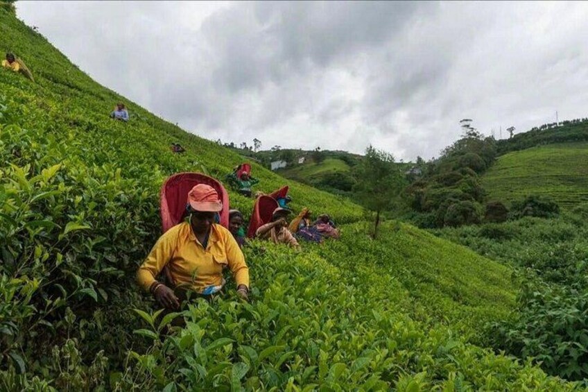 People harvesting tea leaves on a hillside. 3