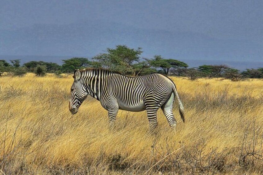 A zebra in a grassy field with trees in the background. 1