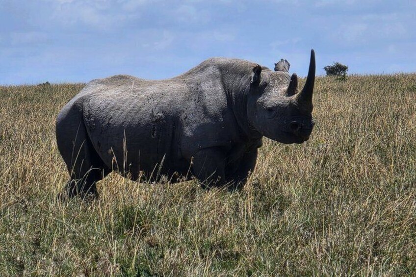A rhinoceros in a grassy field with a clear sky. 5