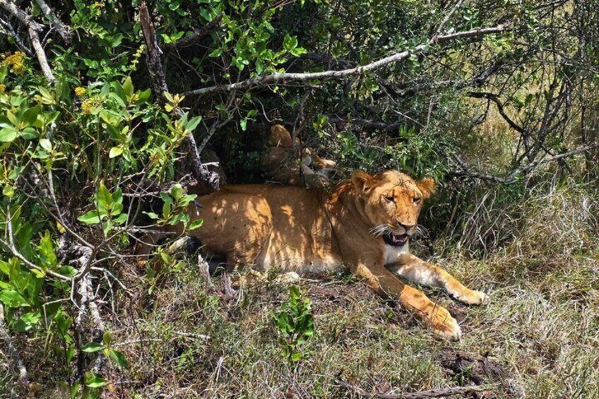 A lion resting in a wooded area. 2