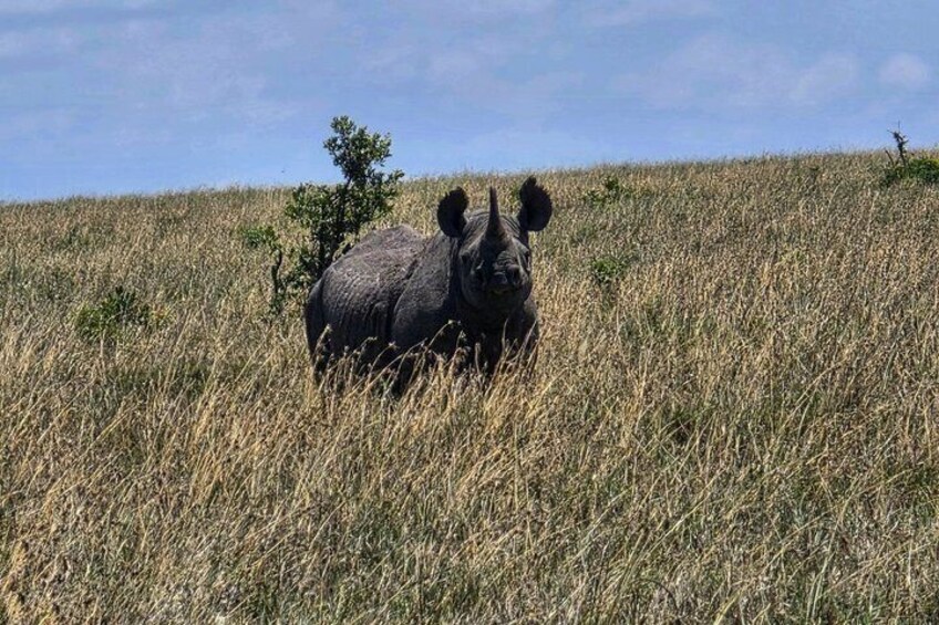 A rhinoceros in a grassy field with sparse trees. 3