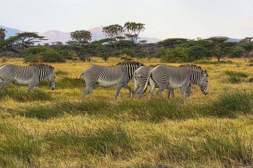 Zebras grazing in a grassy field with trees and mountains in the background. 4