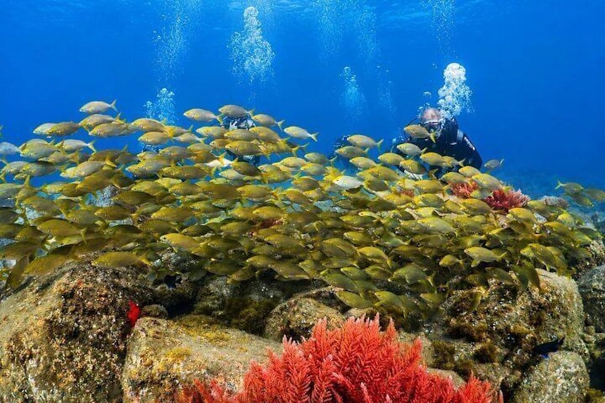 Un plongeur entouré d’un banc de poissons, avec des récifs coralliens et des rochers au premier plan. 5