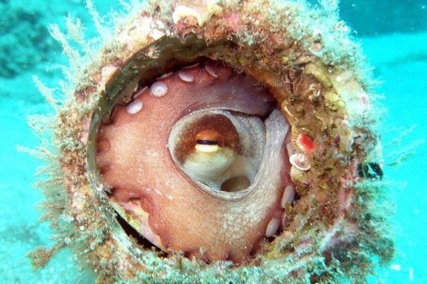 A sea anemone with tentacles and a central mouth surrounded by coral and marine life. 3