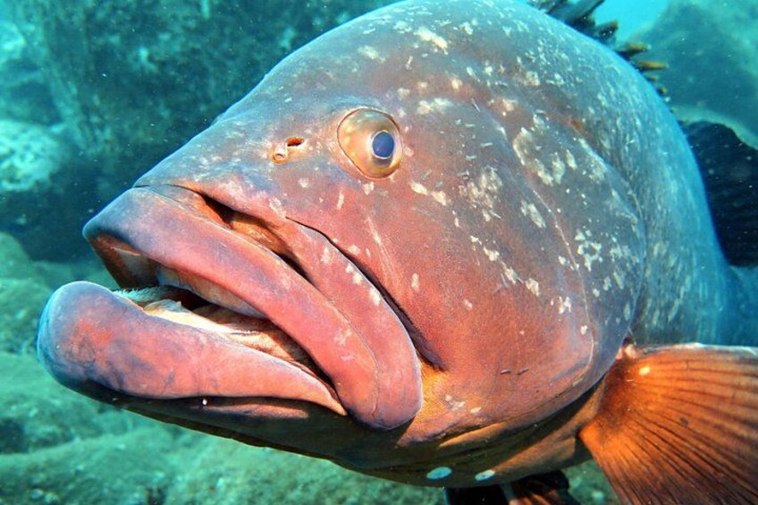 A fish with a large mouth and spotted body, swimming underwater. 4
