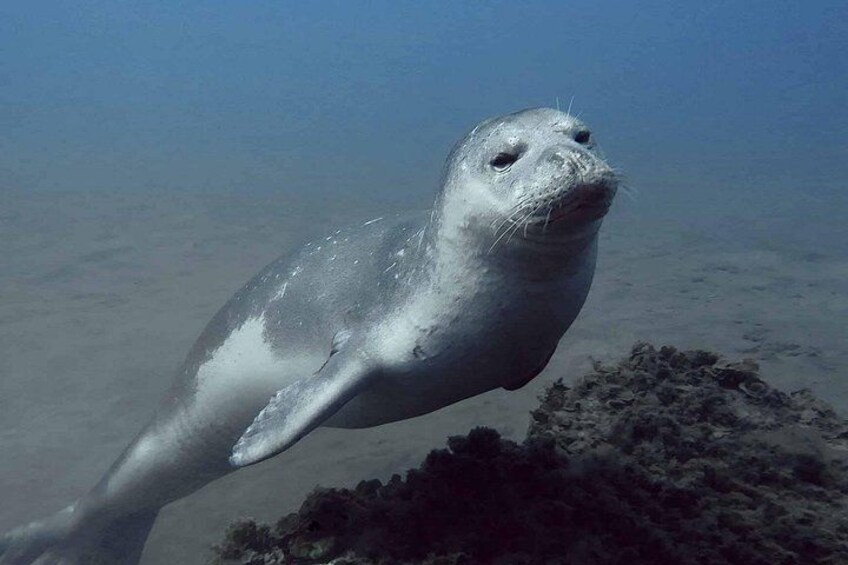 A seal swimming underwater near a rocky seabed. 2