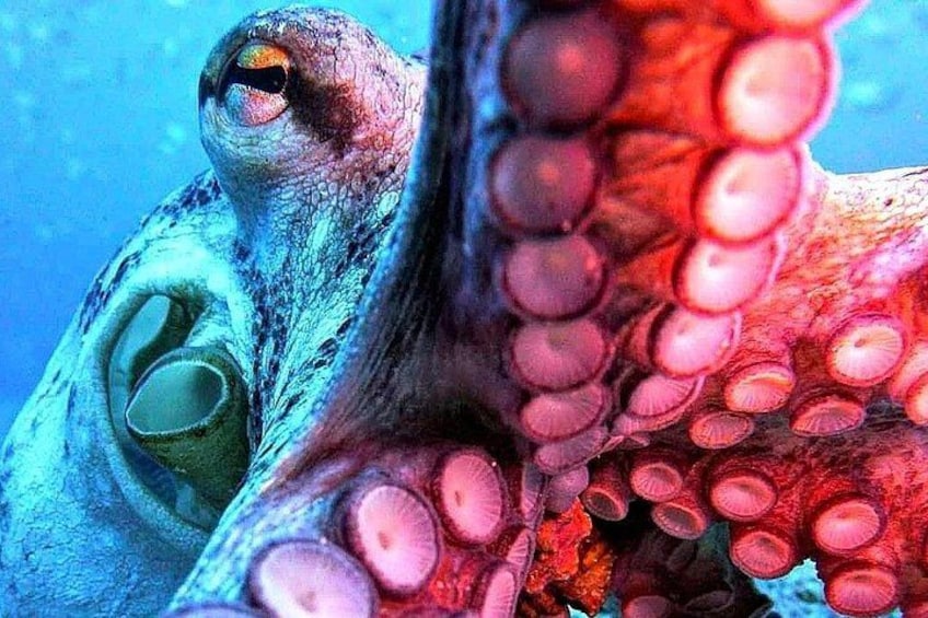 An octopus with a prominent eye and suction cups. 5