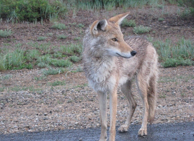 A coyote standing on a gravel path with sparse vegetation in the background. 4