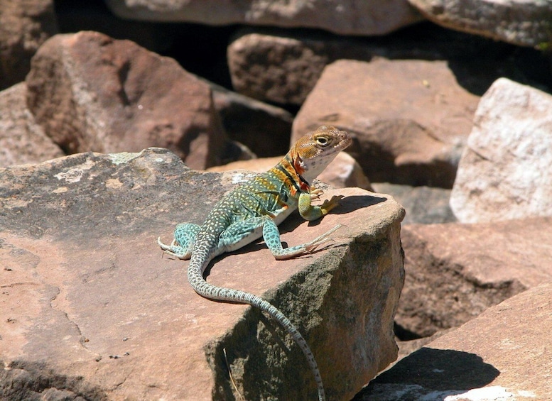 A lizard on a rock. 3