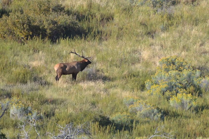 A large elk in a grassy field with yellow flowers and shrubs. 2