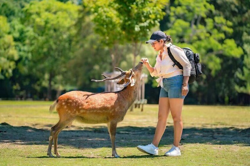 A person interacting with a deer in a grassy field with trees in the background. 2