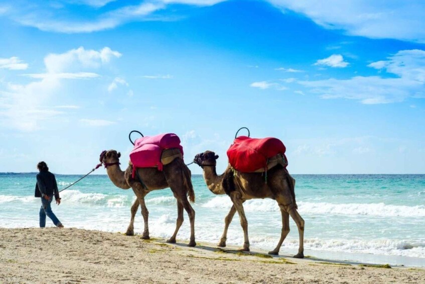 Une personne qui mène deux chameaux, chacun portant une selle rouge, le long d’une plage. 1