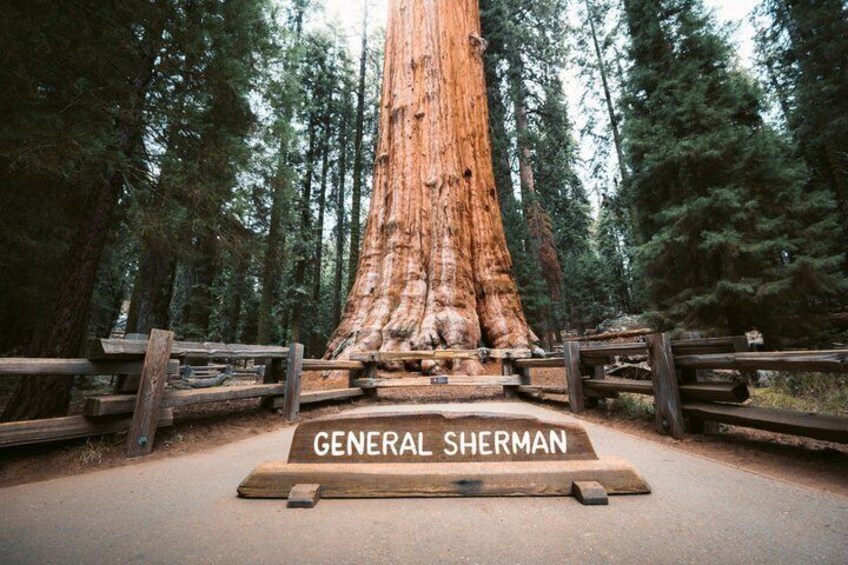 A large tree with a sign reading 'General Sherman' in a forested area. 1