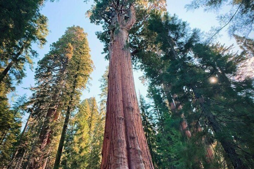 A tall redwood tree in a forest. 3