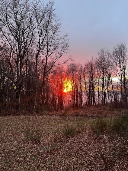 A forest with leaf-covered ground and trees silhouetted against a sunset. 3
