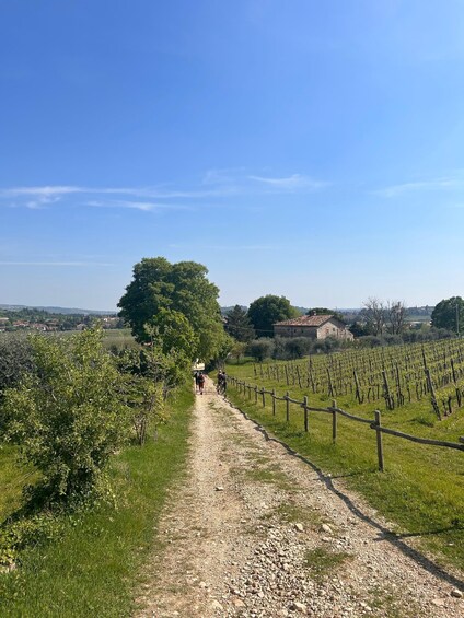 A gravel path through a vineyard with rows of grapevines on either side. 1