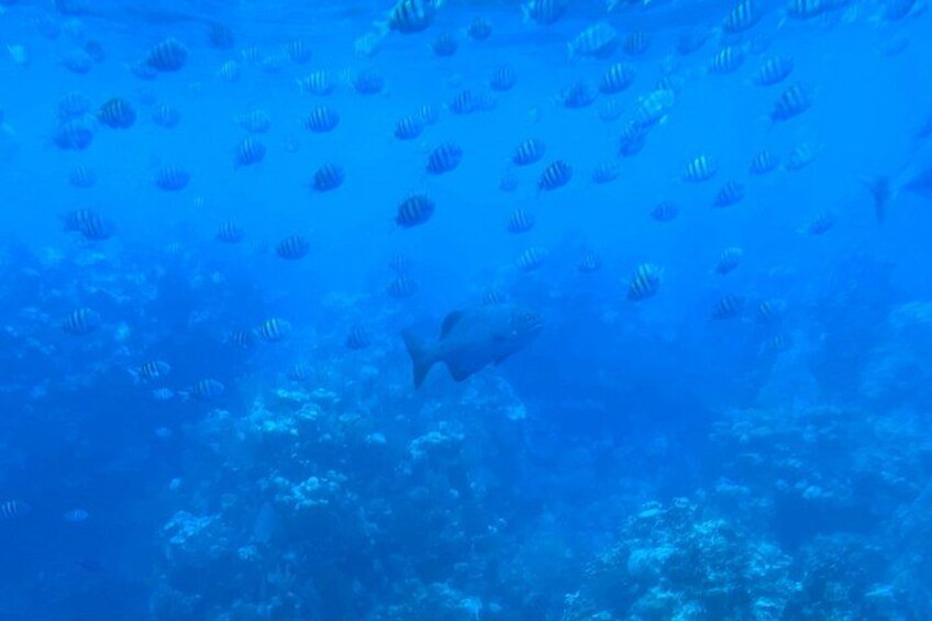 An underwater scene with numerous fish swimming around a coral reef. 5