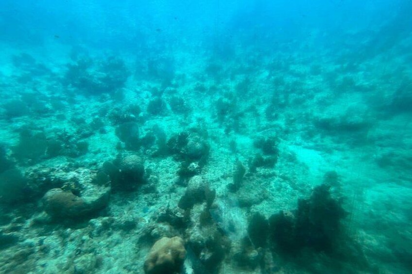 An underwater scene with coral formations and marine life. 4