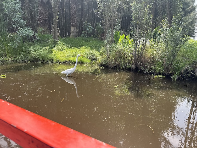 Xochimilco, Original Doll Island, Axolotl Sanctuary & Coyoacan 4