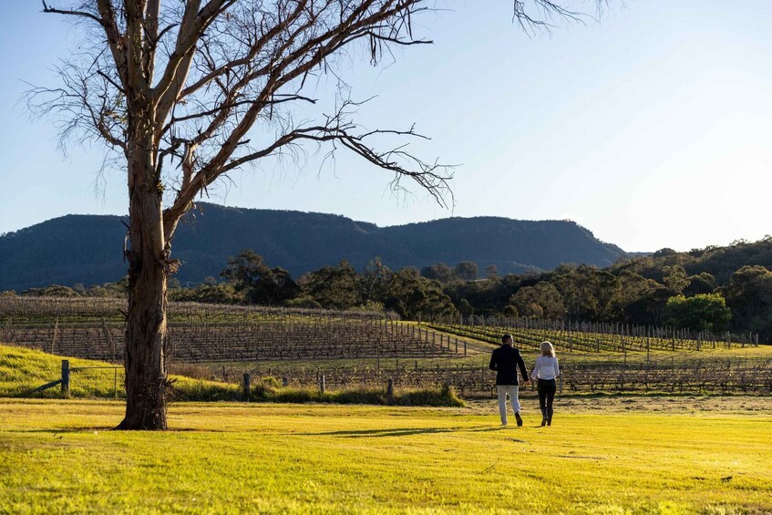 A vineyard with rows of grapevines and a large tree in the foreground. 4