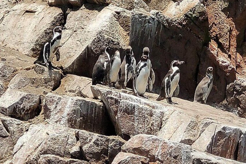 A group of penguins on rocky terrain. 4