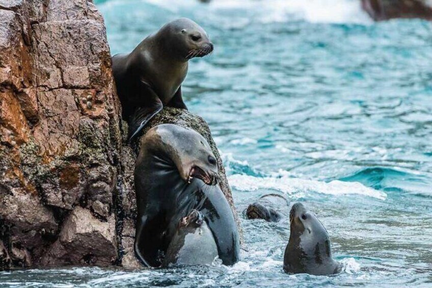 Seals resting on a rocky outcrop by the water. 2