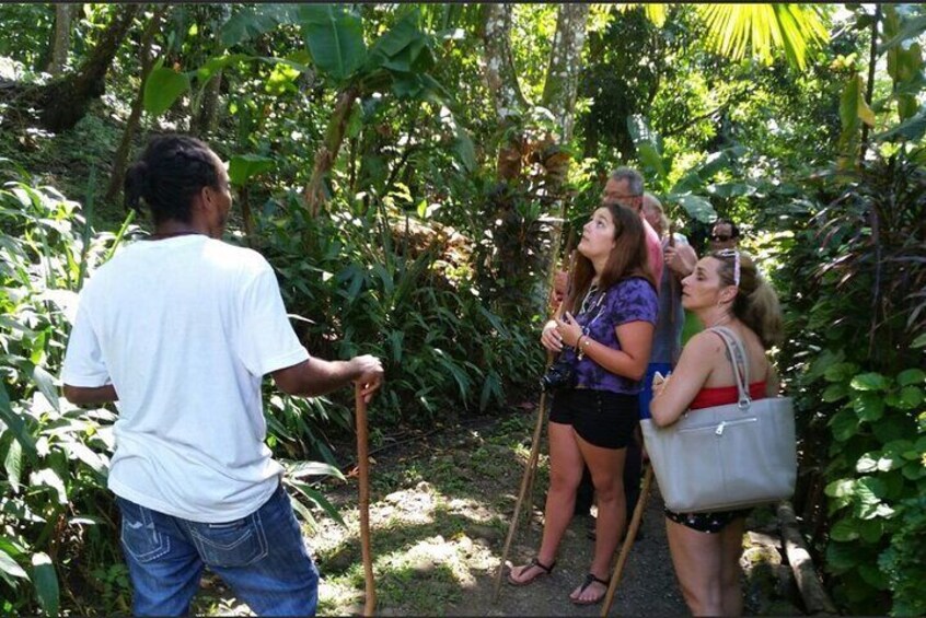 A group of people walking through a tropical forest with dense vegetation. 3