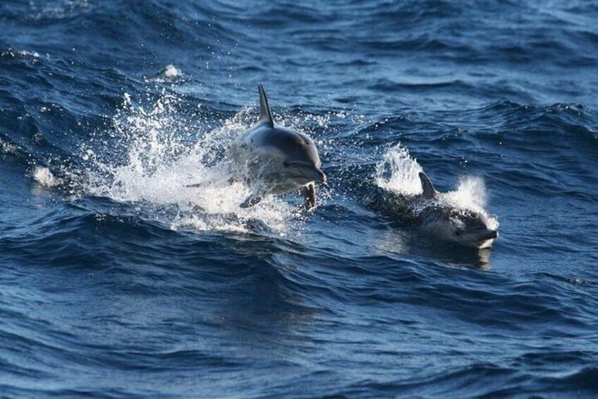 Port Stephens - Dolphin Watching