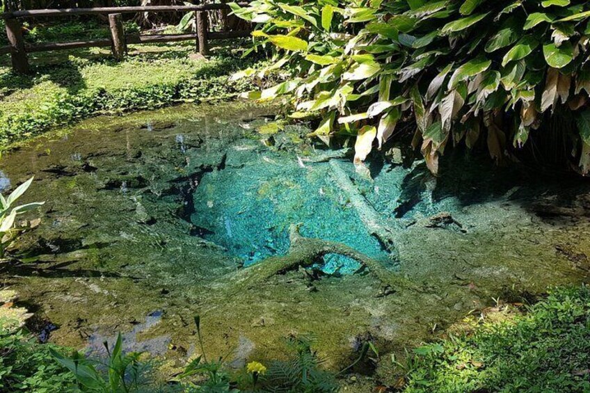 A pond with clear water, surrounded by greenery and a wooden fence. 3