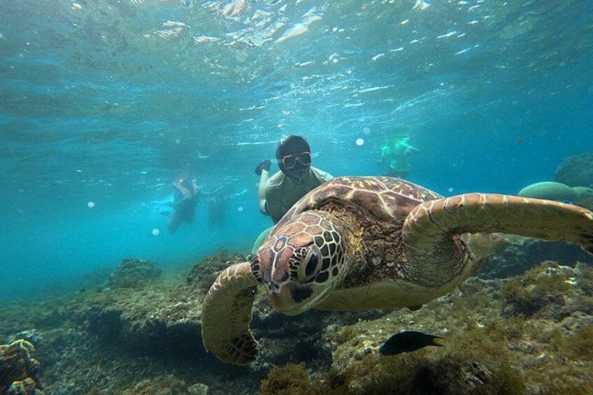 A sea turtle swimming underwater with a diver in the background. 1