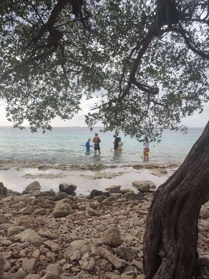 A rocky beach with people in the water and a tree overhead. 3