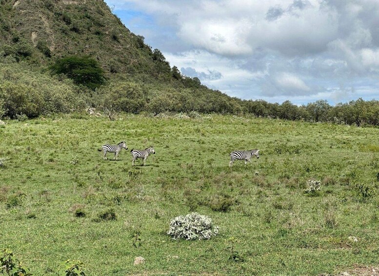 Zebras grazing in a grassy field with a hill in the background. 5