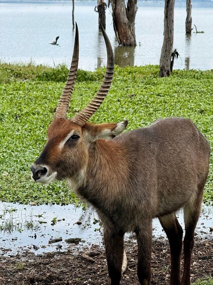 Picture 3 for Activity Nairobi: Lake Naivasha Boat Safari and Hell's Gate Tour 3