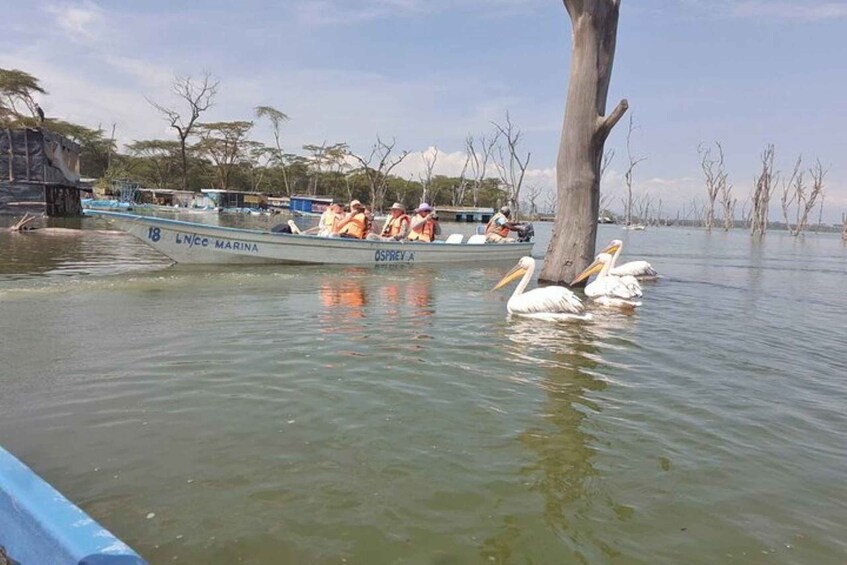 A boat with passengers, a pelican, and a tree in a water body. 4