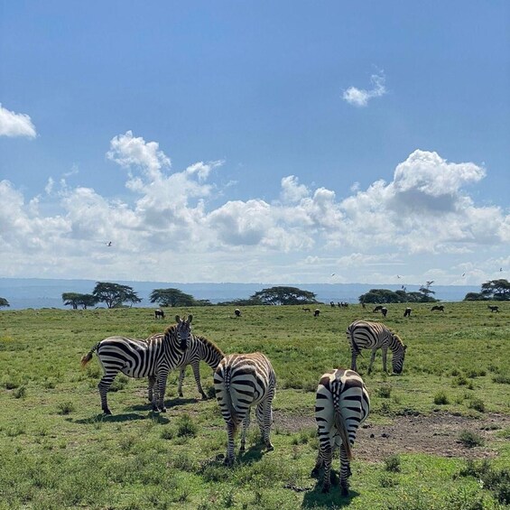 Zebras grazing in a grassy field with trees and a clear sky. 3