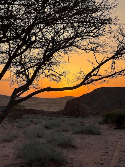 A desert landscape with a prominent tree silhouetted against a sunset sky. 3