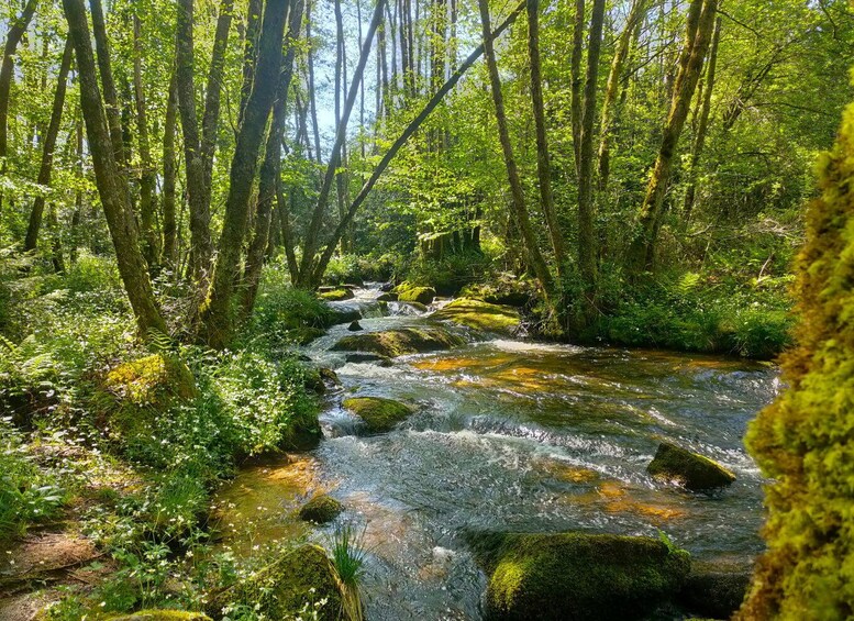 A forest stream with moss-covered rocks and dense green foliage. 3