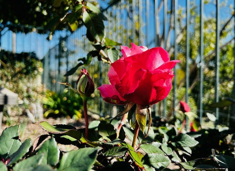 A red rose in full bloom with green leaves and a metal fence in the background. 2