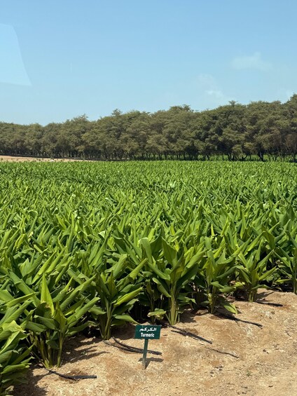 A field of green crops with a sign indicating 'Turmeric.' 4