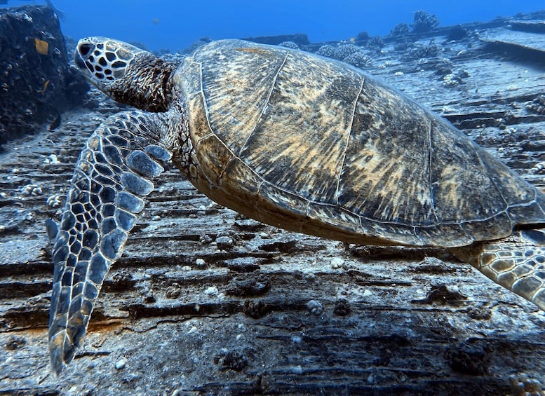 A sea turtle on a rocky seabed. 2