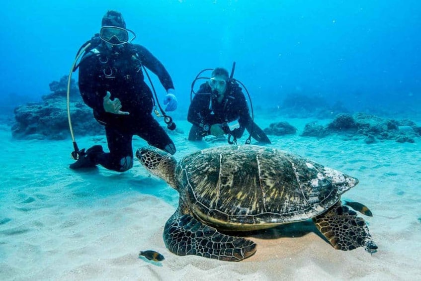 Two scuba divers and a sea turtle on a sandy ocean floor. 5