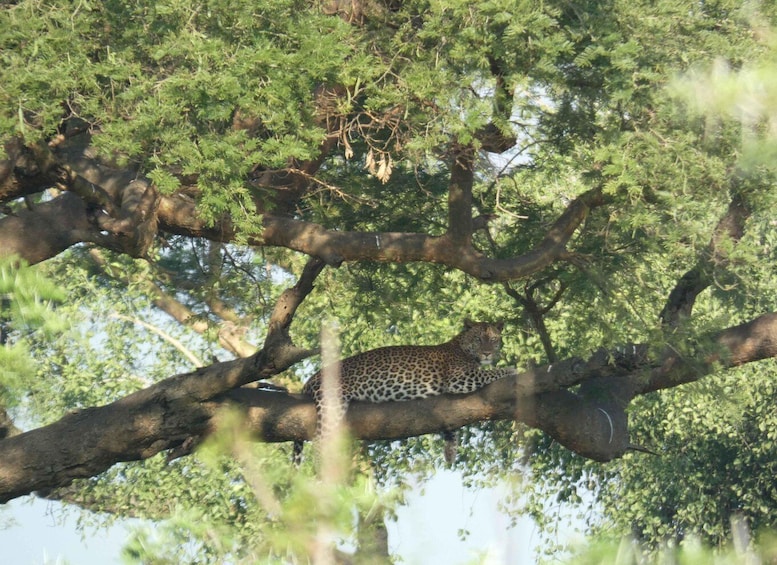 A leopard resting on a tree branch in a forest. 5